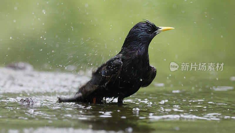 普通欧椋鸟(Sturnus vulgaris)洗澡